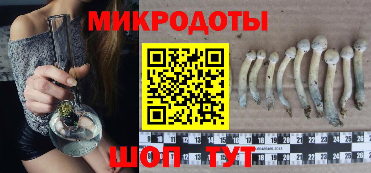 Галлюциногенные грибы Psilocybe Камень-на-Оби